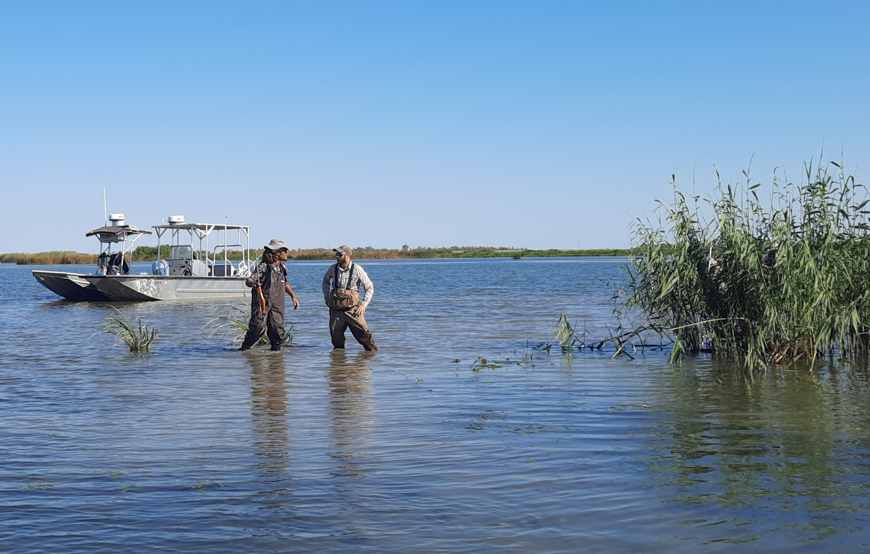 AgCenter researchers find insect infesting coastal cane expanding range eastward 